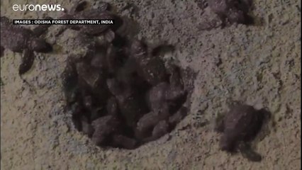 En Inde, les tortues se déconfinent