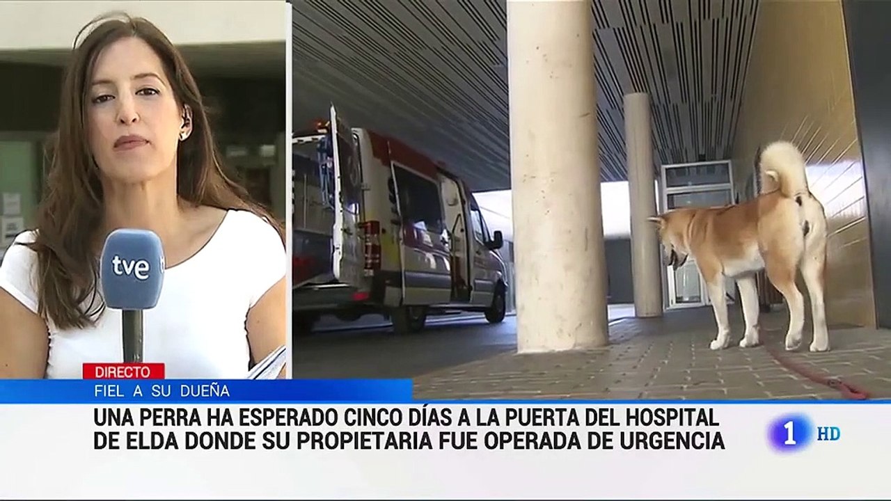 Cô cún đợi chủ suốt 6 ngày trước bệnh viện