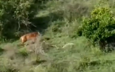 Karnataka: Massive Hunt Launched To Trap Man Killer Big Cat