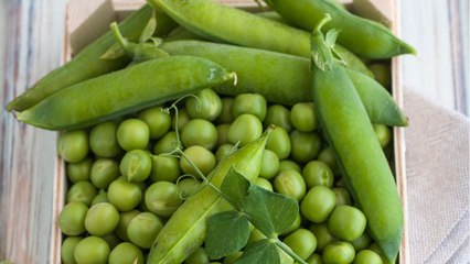 Vos Questions Jardin: Les feuilles de mes petits pois jaunissent