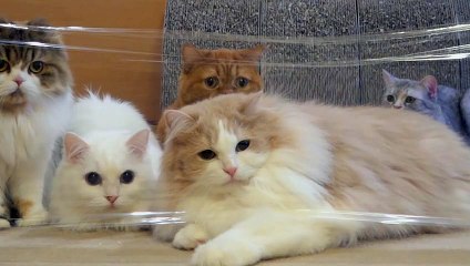 Gatos vs Plastico invisible Parte 2