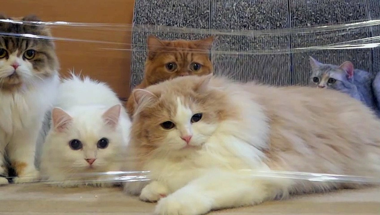 Gatos vs Plastico invisible Parte 2