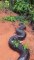 Ces touristes brésiliens croisent la route d'un très gros serpent : anaconda géant