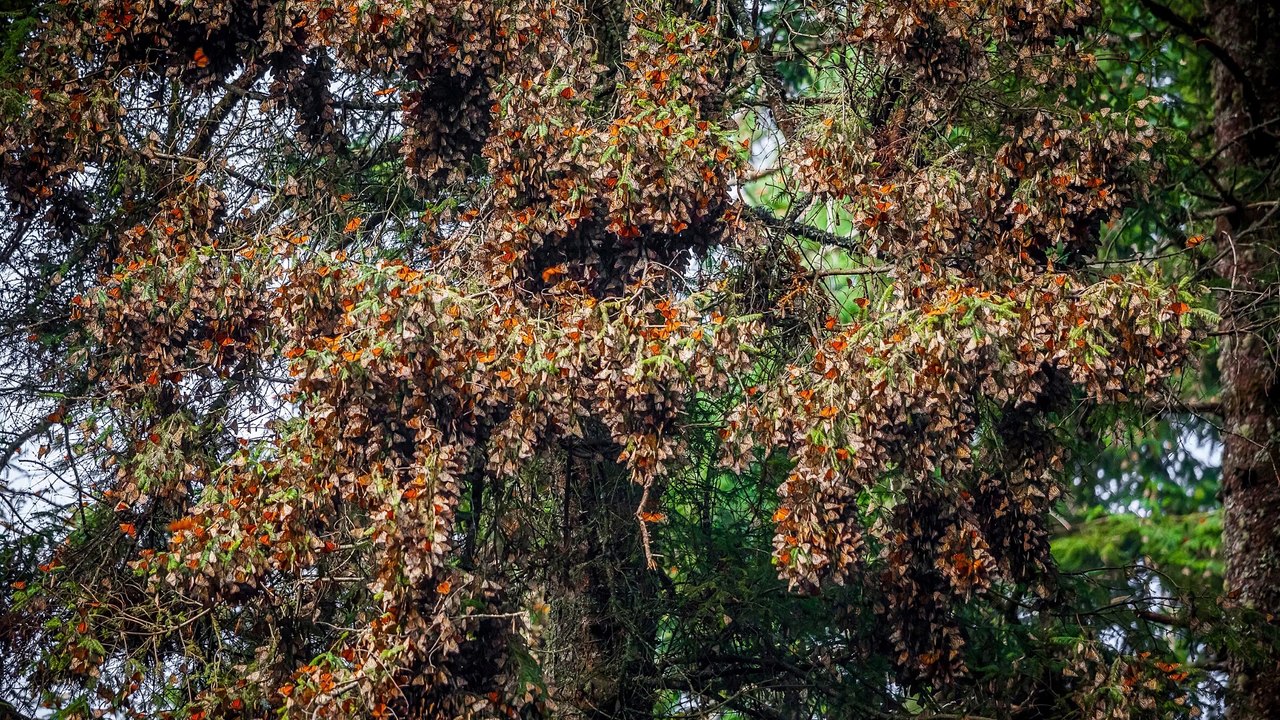 Where Do Bugs Go In The Winter?