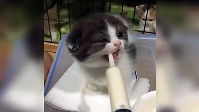 Tan chảy với chú mèo con đòi ăn vừa buồn cười vừa đáng thương