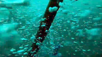 Reef Shark Swims Near Divers off Coast of Pensacola