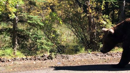 Mama Bear and Cubs Walking on Trail Close to Hikers