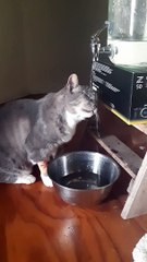 Loopy Kitty Forgets How to Drink Water