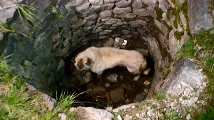 Kuyudan çıkarılan köpek ikinci kez düştüğü kuyudan da kurtarıldı