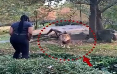 New York: Woman Jumps Into Lion's Enclosure, Dances In Front Of Beast