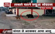 Watch: Bear Spotted Roaming In Residential Areas In Chandrapur