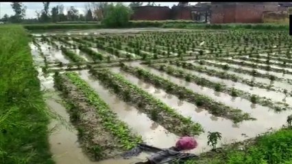 Unseasonal Rains, Hailstorm Cause Damage To Crops In Uttar Pradesh