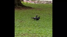 Birds Kissing