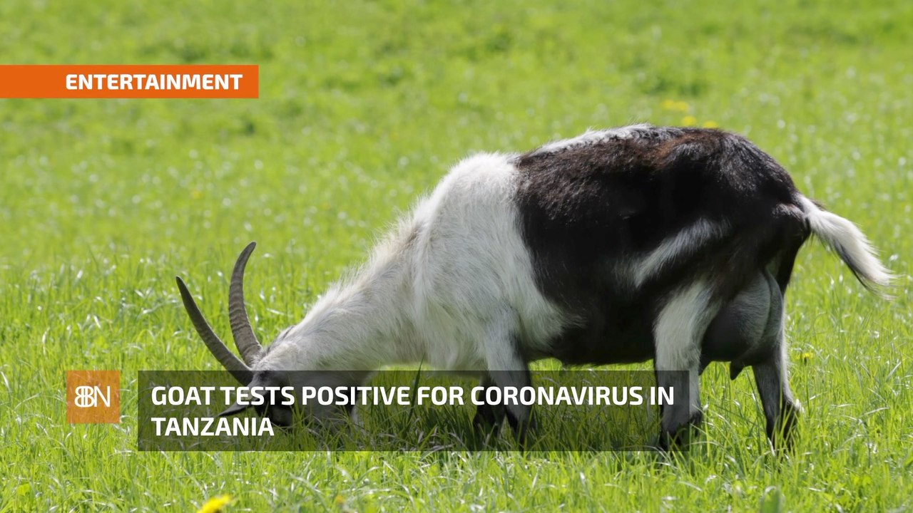 The Goat Has Coronavirus