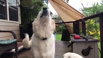 Fluffy dogs flummoxed by pop-goes-the-carrot