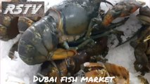 Dubai fish market. dubai very  beautiful place and very beautiful marke. have a too much item fis. duub. a