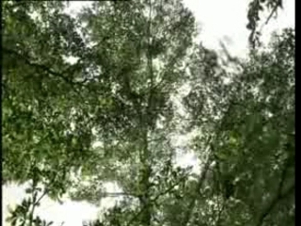 nos ancêtres les primates et les arbres caduques