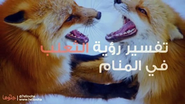 تفسير حلم الثعلب وحالات رؤية الثعالب في المنام بالتفصيل