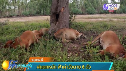 อุดรธานีฝนตกหนัก ฟ้าผ่าวัวตาย 6 ตัว-บุรีรัมย์พายุถล่มหนักสุดรอบ 50 ปี
