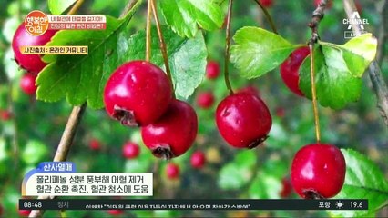 심혈관 질환 막아주는 ※산사차※, 산사 열매의 효능은?
