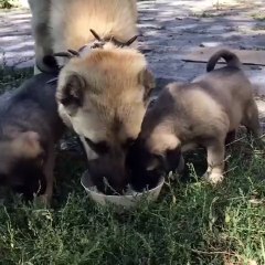 KANGAL YAVRULARI ve ANNE KAHVALTIDA - KANGAL PUPPiES and MOM at  BREAKFAST