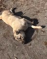 KANGAL KOPEGi GUNESTEN D ViTAMiNi ALIYOR - KANGAL SHEPHERD DOG D ViTAMİNE