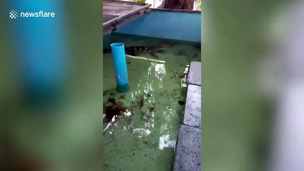 Zookeeper pets alligator he's looking after at home during lockdown