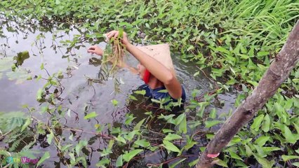 Đi Bắt Ốc Bươu về Luộc Chấm Nước Mắm Sả Ớt