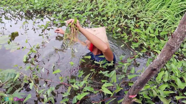 Đi Bắt Ốc Bươu về Luộc Chấm Nước Mắm Sả Ớt