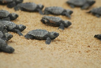 Download Video: Amid Coronavirus Lockdown Over 2 Lakhs Olive Ridley Turtles Crawl Towards Odisha’s Rushikulya Beach