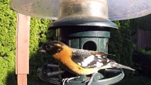 Black Headed Grosbeak - Burnaby Feeder