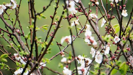 Tea Music 2_1 Peaceful Place 清凉境地