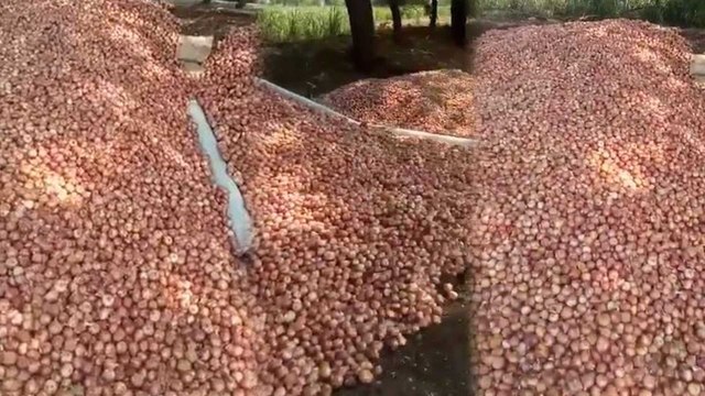 ಉತ್ತರ ಕರ್ನಾಟಕದ ಈರುಳ್ಳಿ ರೈತನ ಮಾತು ಸರ್ಕಾರಕ್ಕೆ ಕೇಳಲಿ | Onion Price | Oneindia Kannada