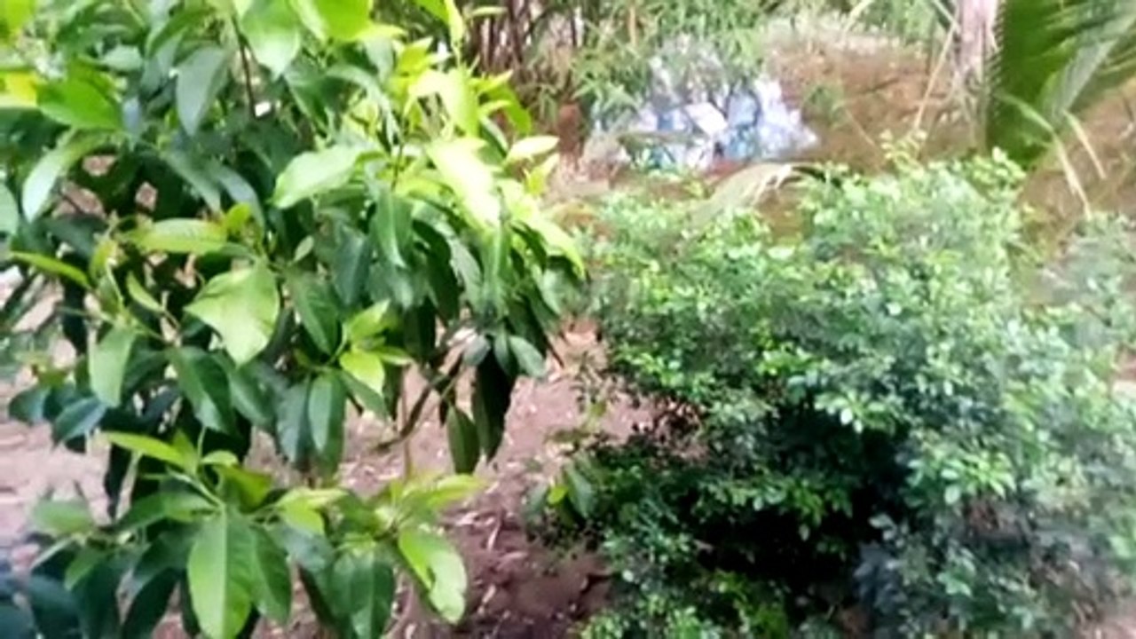 Our masjid garden.
