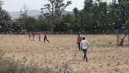 अलाव जलाए तालियां बजाई दवा छिडक़ाव से टिड्डियां हुईं धराशायी