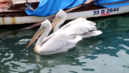İZMİR Foçalı turizmciler, salgın sonrası sezona hazır