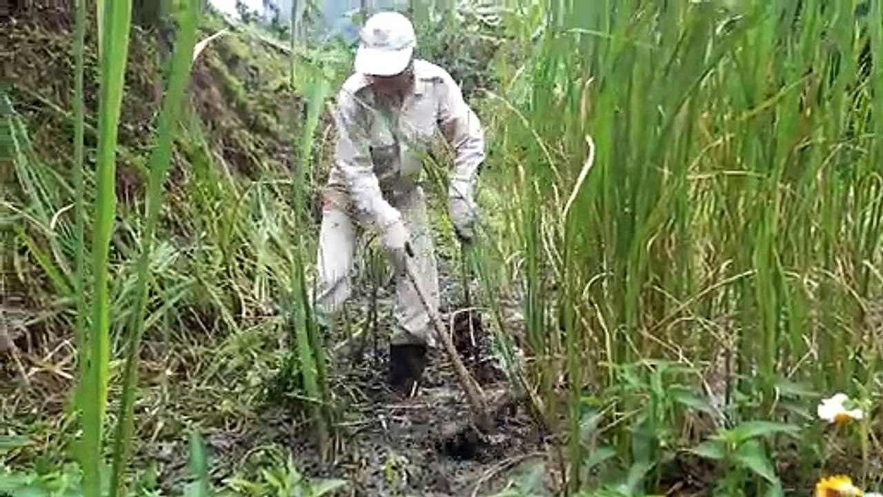 記得小時候又甜又嫩的茭白筍嗎？4月，我們一起種吧。Planting water bamboo in April