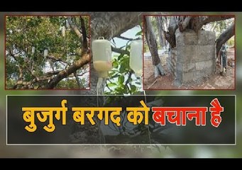 जानिए क्यों बरगद के पेड़ को इंसानों की तरह सलाइन ड्रिप दी जा रही है