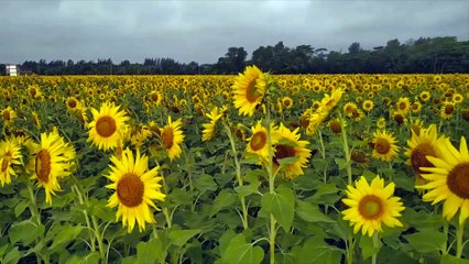 Sunflower garden at Noakhali