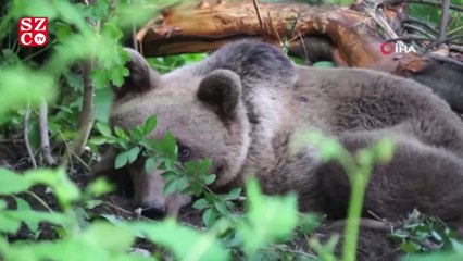 Uludağ'da kapana yakalanan ayı böyle kurtarıldı
