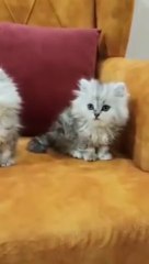 Real Cats Trailer #1(2020) |Funny Cats Clips