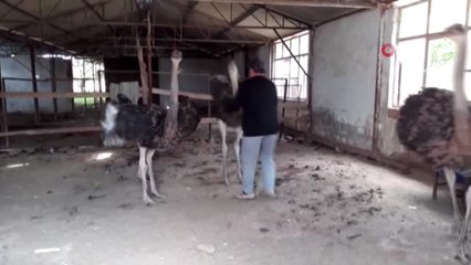 Covid-19 deve kuşu yumurtası taleplerini artırdı