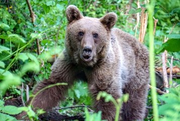 Uludağ'da kapana yakalanan ayı böyle kurtarıldı