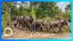 Gajah-gajah Thailand ini akhirnya bisa 'pulang kampung' - TomoNews