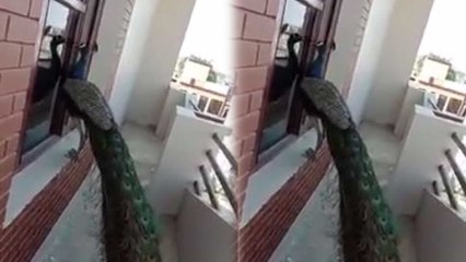 ನವಿಲು ಸಿಟಿಯೊಳಗಿನ‌ ಮನೆಗೆ ಬಂದು ಬಾಗಿಲು‌ ತಟ್ಟುತ್ತಿರೋದನ್ನು ನೋಡಿ | Peacock in City | Mumbai