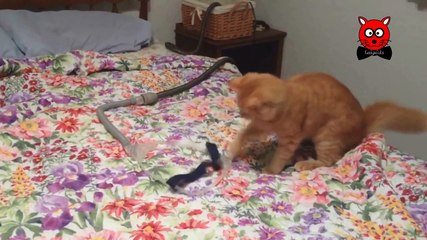 Sweety Cats - Cute and_Funny_Cat_Videos_Compilation