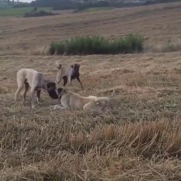 SiVAS KANGAL KOPEKLERi MERADA BiRARADA - KANGAL SHEPHERD DOGS TOGETHER