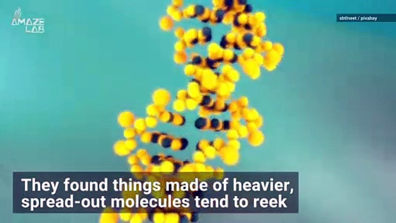 Here Are the World’s Worst Smells, According to Science video Dailymotion