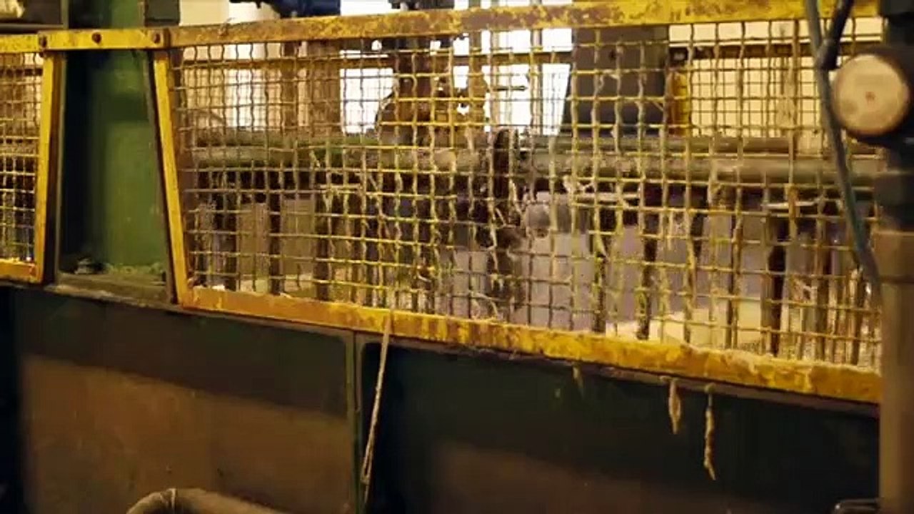 Lana e filatura: come nasce un gomitolo di lana, dalla tosatura al filo di lana