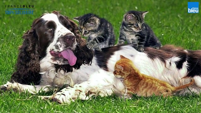 Actualités vétérinaires - Luc s'occupe de nos animaux